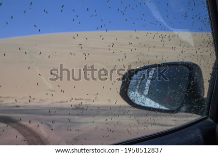 
insects flies on the car window