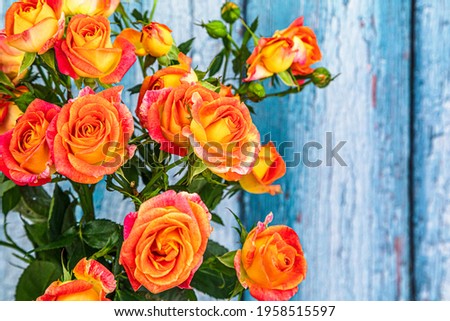Composition with orange roses on wooden background