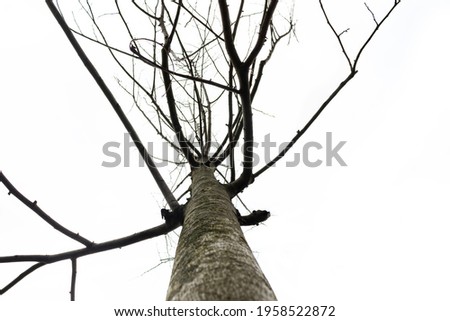 tree trunk with brances isolated