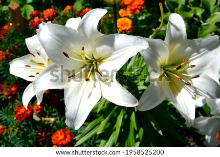 Lily close-up. Varietal white lily flowers. Beautiful flowering garden shrubs blooming in summer.