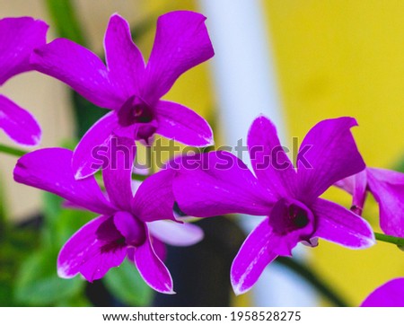 a purple orchid in bloom very beautiful. perfect for romantic, nature background