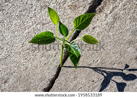 A sprout with leaves growing from a crack in concrete. The concept of growth, development, overcoming difficulties and beginning.