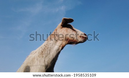Low angle picture of young white goat on the lookout very sharp looking left and right keepin an eye on her surroundings animal observation post crisp blue sky background
