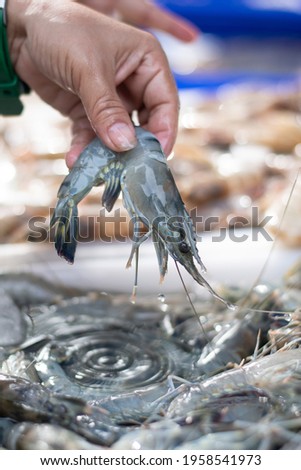 The picture shows a black tiger shrimp caught by fishermen in the gulf of Thailand.