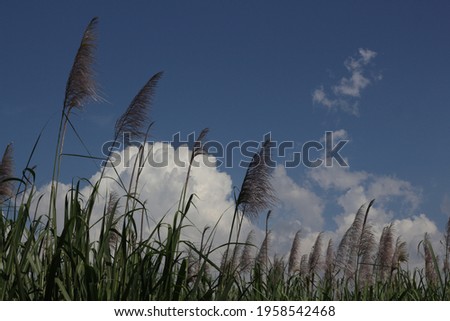 sugar cane flowers and beautiful white cloud