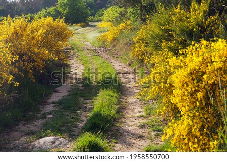 Cytisus scoparius, the common broom or Scotch broom yellow flowering in blooming time and dirt road, Bohemian and Moravian highland, Czech republic