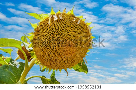 Close up from below of a giant yellow faded sunflower against a blue cloud sky. one Big sunflower field in summer