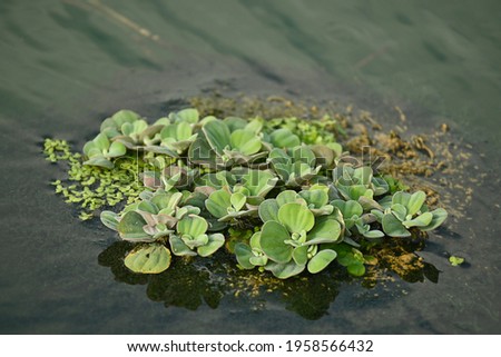 A wild small green duckweed floating in a rural pond.