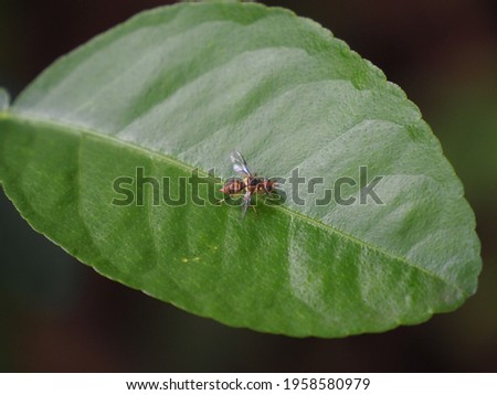 Insect picture on kaffir lime leaves.
