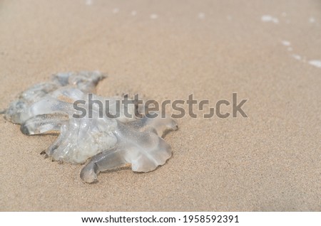 Died Jellyfish on the sand beach.