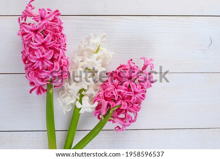 Fresh pink and white flowers hyacinths in ray of light on white painted wooden planks. Selective focus. Place for text.