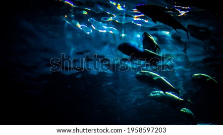 Fish heading at the same direction, swimming in cycle.