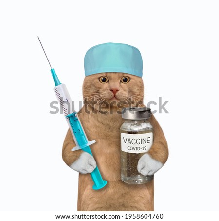 A reddish cat doctor in a medical hat holds a bottle of vaccinate and a syringe. White background. Isolated.