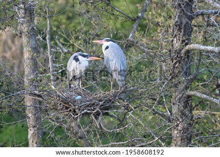 The Grey Heron (Ardea cinerea), is a wading bird of the heron family Ardeidae, native throughout temperate Europe and Asia and also parts of Africa. Parents with a blue eggs in the nest.