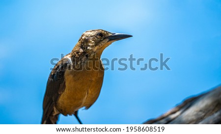 Brown bird looking at the horizon in the park