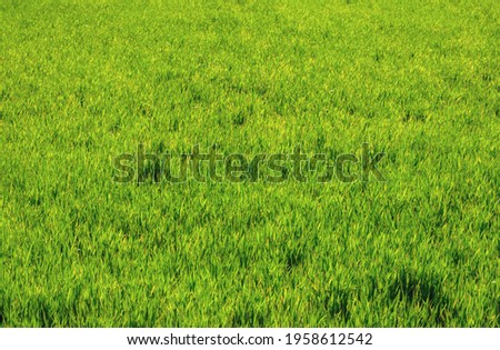 a background texture of a grassy field in the bush