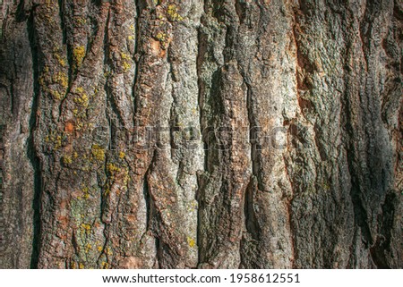 a background texture of the trunk of a large tree in the forest