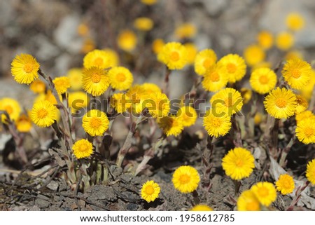 Springtime floral background.Coltsfoot flowers (Tussilago farfara) macro blooming in early spring. Beautiful nature landscape with yellow flowers growing on meadow in sunny spring day.Selective focus