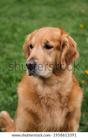 Portrait of bright red golden retriever close-up. Walk with retriever in the fresh air in park against background of green grass. Friendly friendly large fluffy hunting dog.