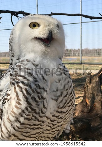 White snowy owl cute photo