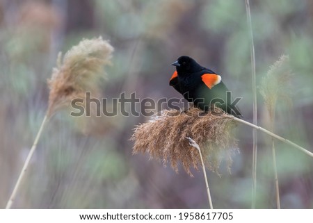 The red-winged blackbird in spring