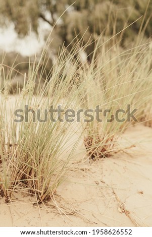 Vertical photo of grass growing wild in sand. Desert plants