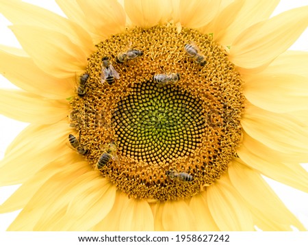 bees on a yellow sunflower