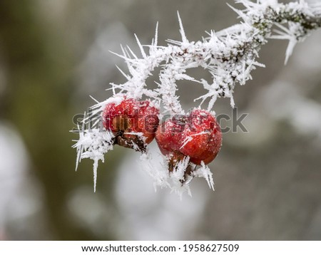 hoarfrost in winter on red beers