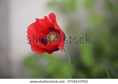 The poppy flower. Its botanical name means sleeping poppy.