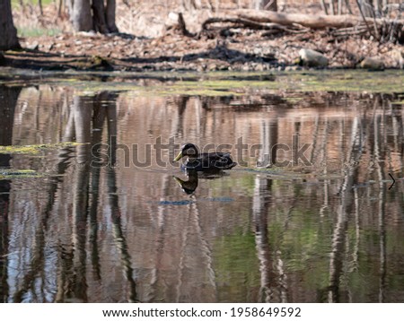 Duck swimming in a pond on a farm in Massachusetts, USA.