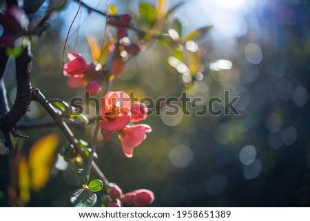 Wonderful blooming rose bush on a blurred lush background. Flowering rose hips against bokeh garden foliage. Soft springtime romantic floral card template. Relax, peaceful spring nature flowers sunset