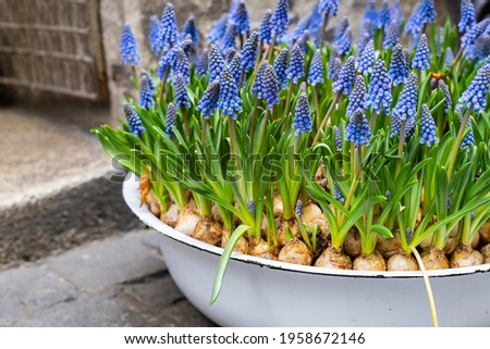 Blue muscari flowers (Grape hyacinth) in spring season in a flower pot Royalty-Free Stock Photo #1958672146