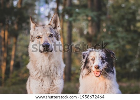 Two dogs - the shetland sheepdog and the czechoslovakian wolf dog sitting in the forest.