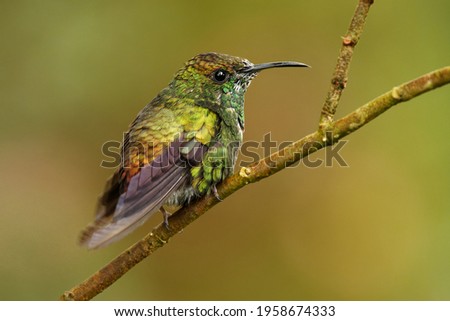 Coppery-headed Emerald - Elvira cupreiceps small hummingbird endemic to Costa Rica, bird feeds on nectar and small invertebrates, Pacific slope of Guanacaste and Tilarán Cordilleras. Royalty-Free Stock Photo #1958674333