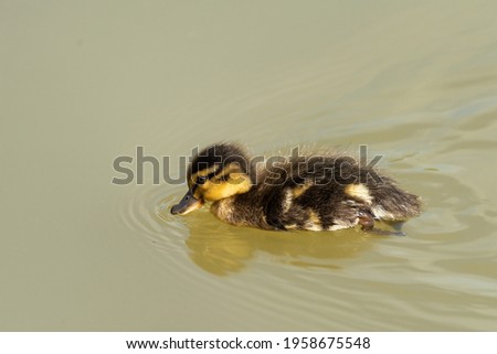 Baby Mallard duck on the Yarkon River in Tel Aviv in an early spring morning. Israel.