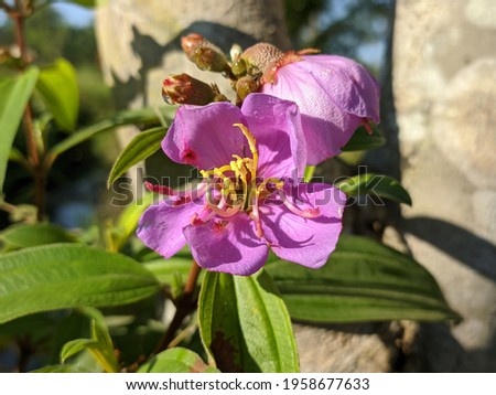 Senggani flower (Melastoma) in the morning