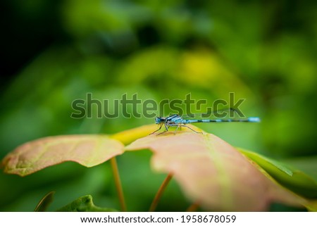 Blue dragonfly on a leaf