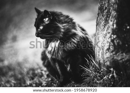 Beautiful fluffy black cat walks through the garden in the village. Black and white photography.