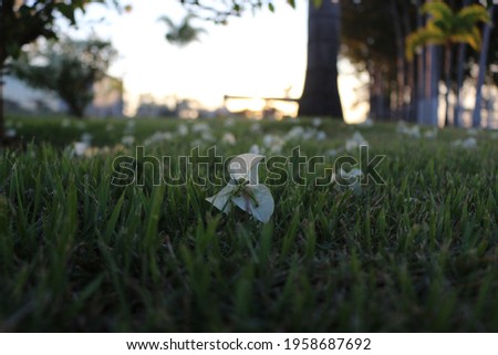 A white flower under the grass with some tree in the background