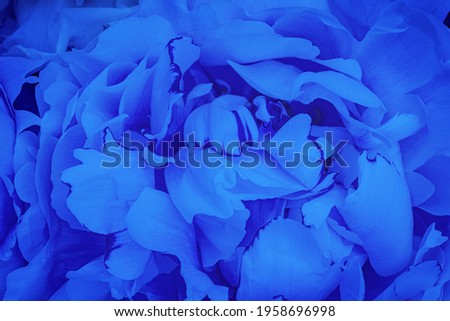 Blue toned Beautiful Peony flowers background. Blossoming peonies bloom texture.