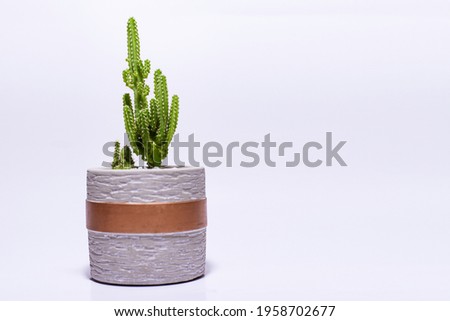 nice picture of a cactus with coins on a white background