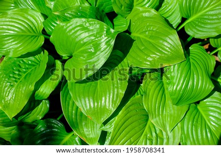 Green leaves of hosts. Natural green background. 