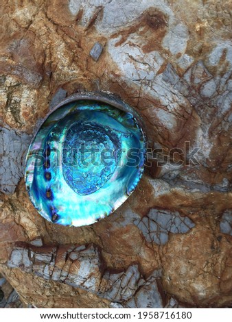 Abalone shell with vibrant mother of pearl
