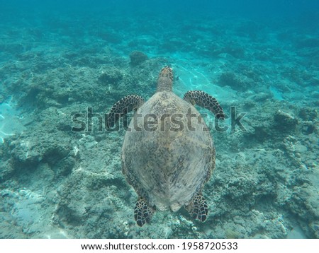 Sea turtle spotted in Gili T indonesia.