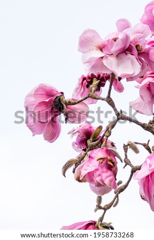 close up of some beautiful pink magnolia flowers blooming on the tip of the branch with bright sky background