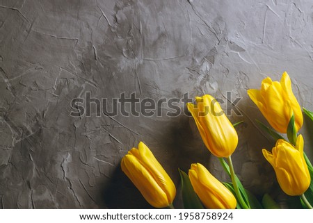 Bright yellow tulips on gray concrete background. Top view, flat lay, copy space