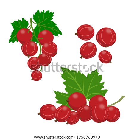 Redcurrant on white background. Vector illustration. Royalty-Free Stock Photo #1958760970