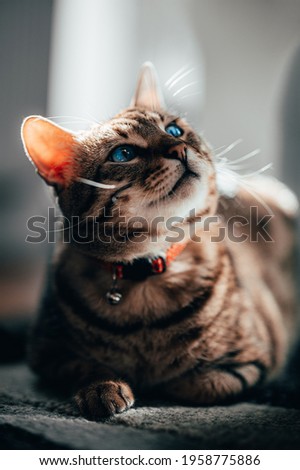 cute cat pic with blue eyes