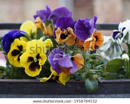 A close up of colorful beautiful pansy flowers outdoors in spring