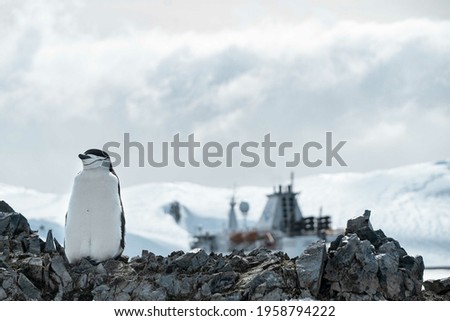 A group of penguins walking on the frozen beach